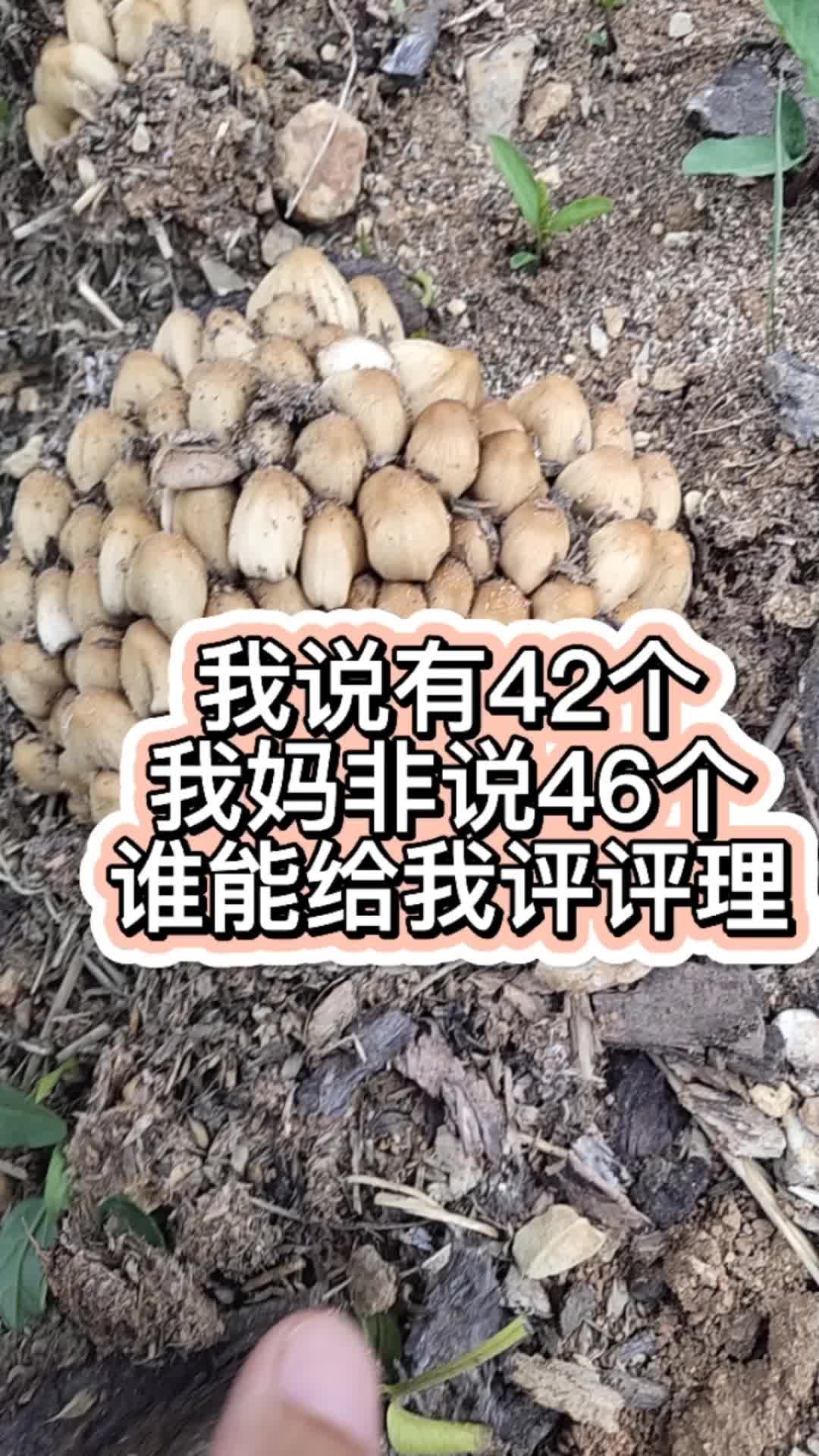 狗尿苔图片能吃吗图片