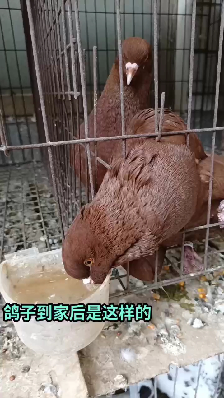 大头大体型元宝鸽圆环鸽观赏鸽