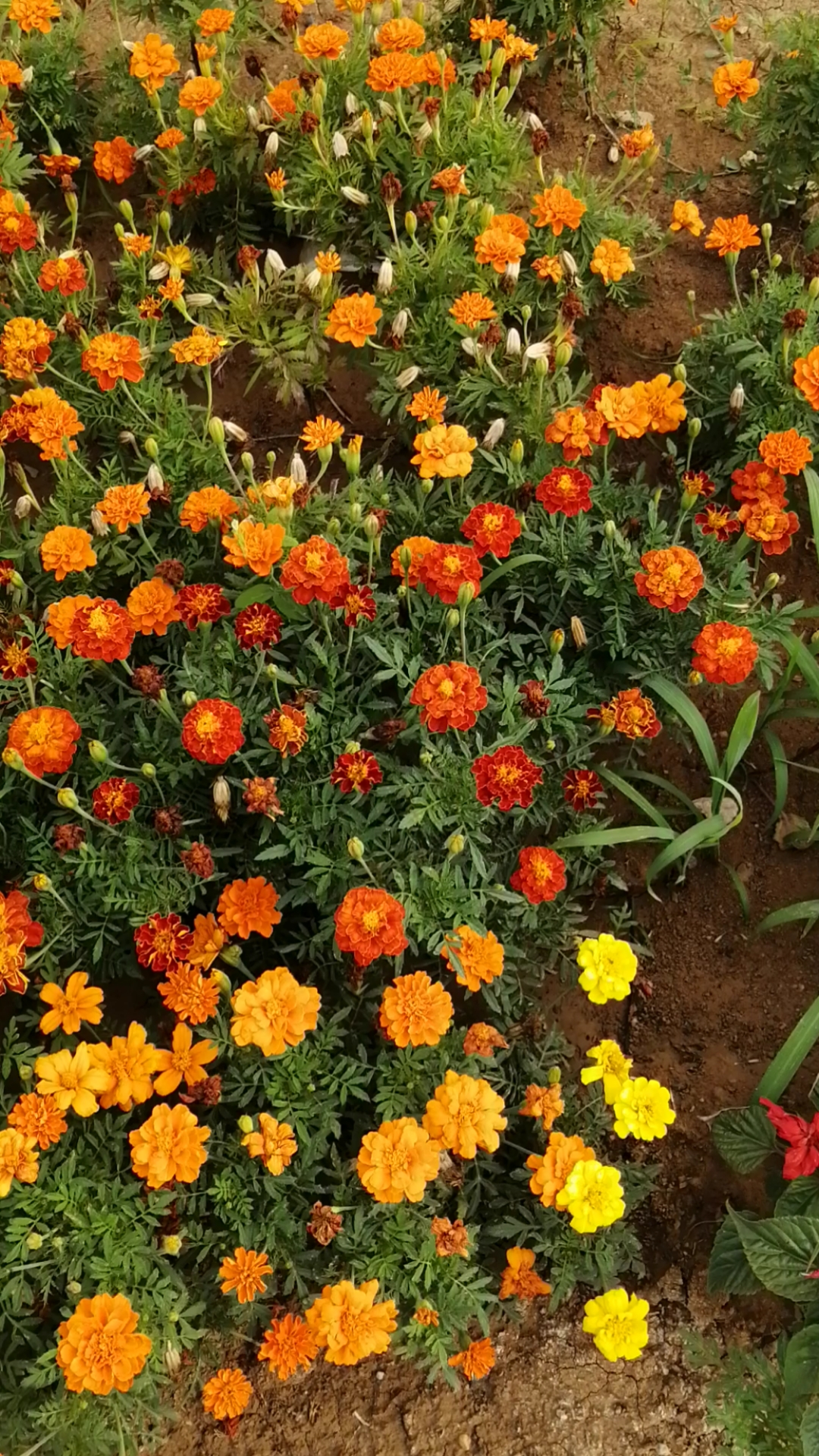 臭菊有多美,有目共睹