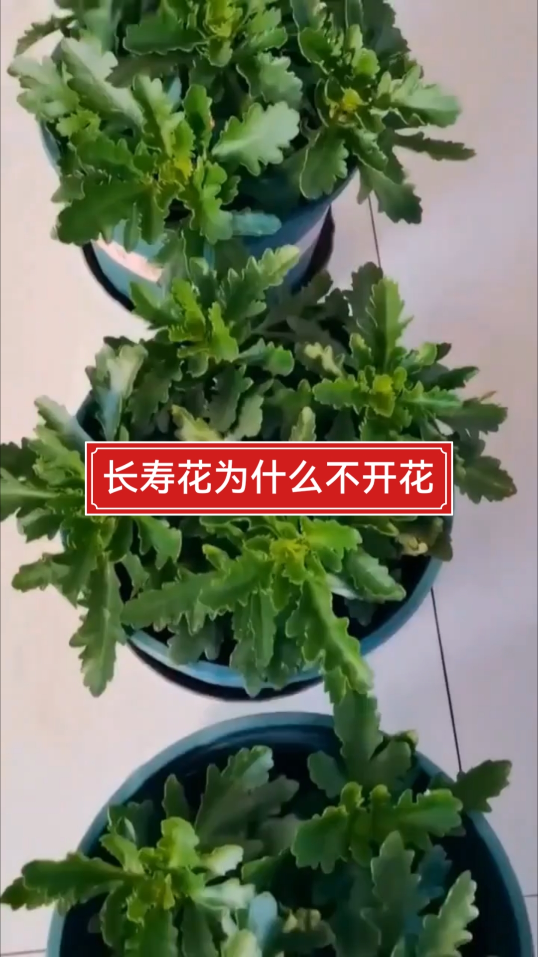 长寿花为什么不开花