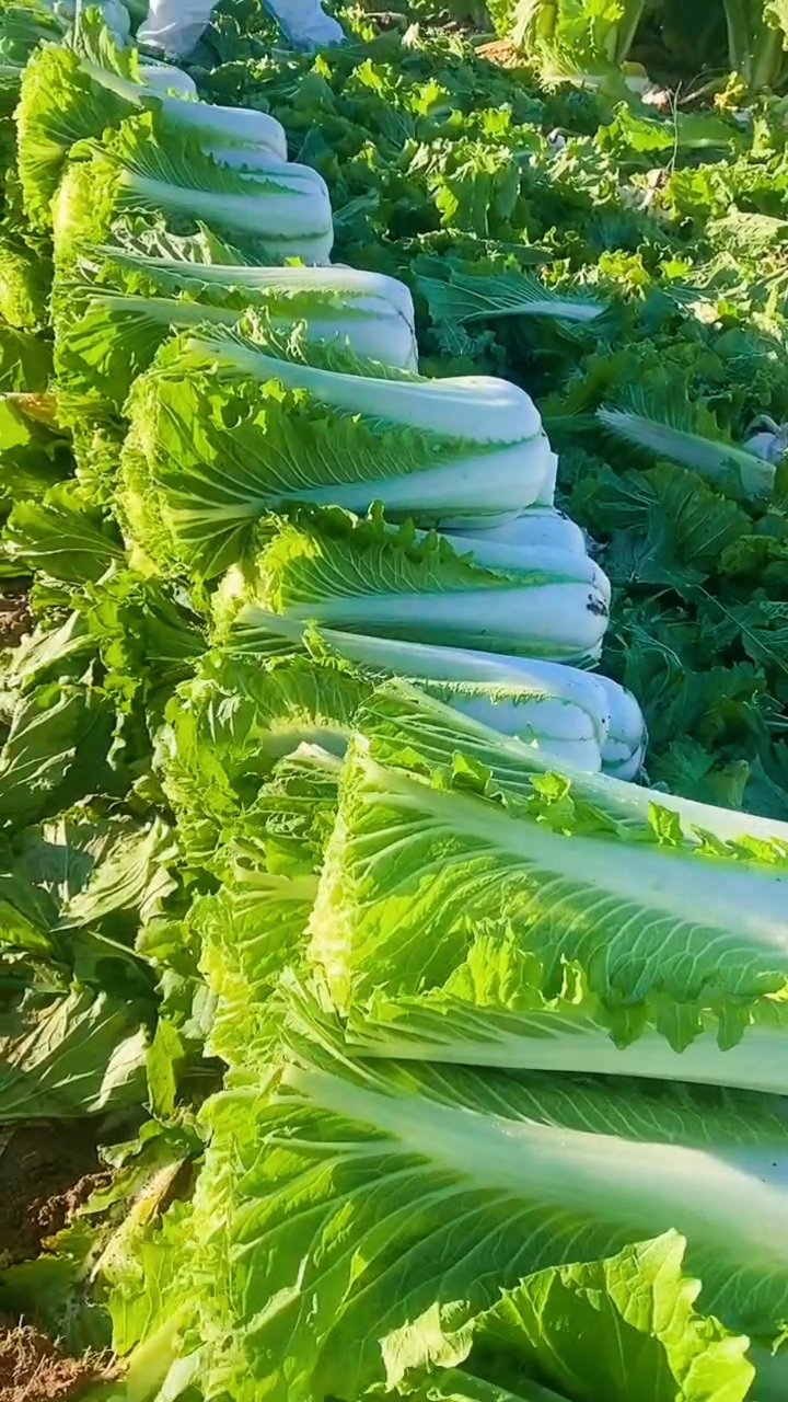 信号山·青岛温度：板蓝根白菜走红 青岛特征农业闯出“出圈”新途径