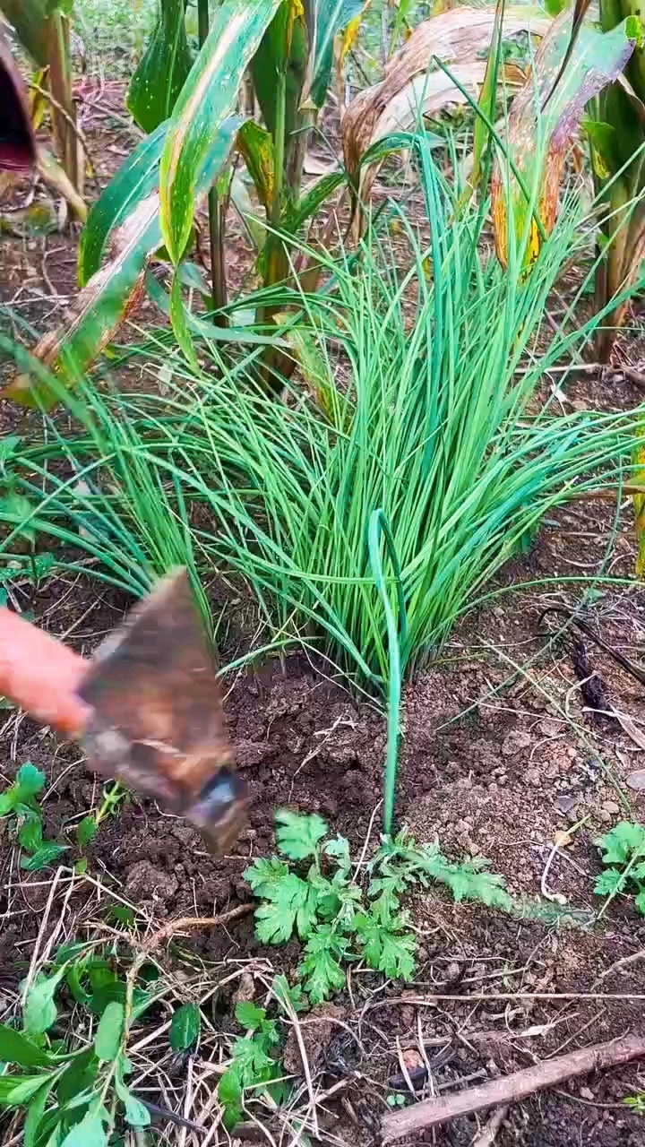 每年秋天都可以挖到这种野菜!