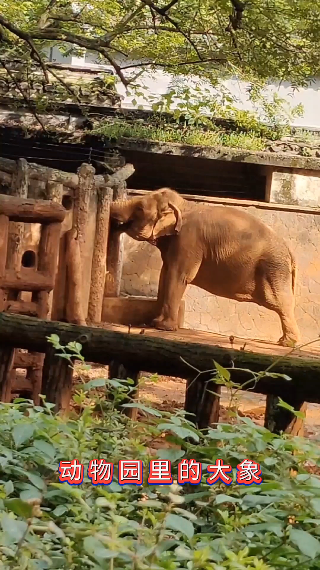 动物园里的大象