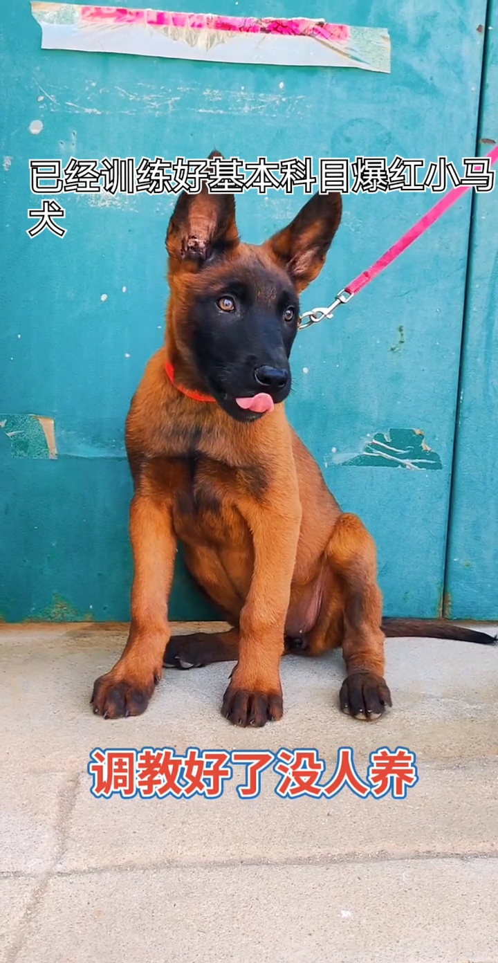 三个月精品爆红马犬