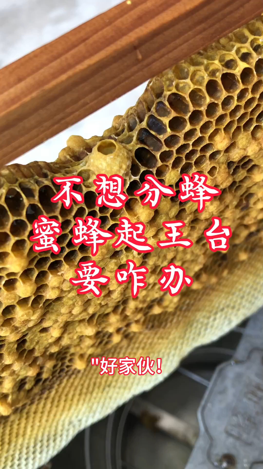 不想分蜂蜜蜂起王台要咋办?