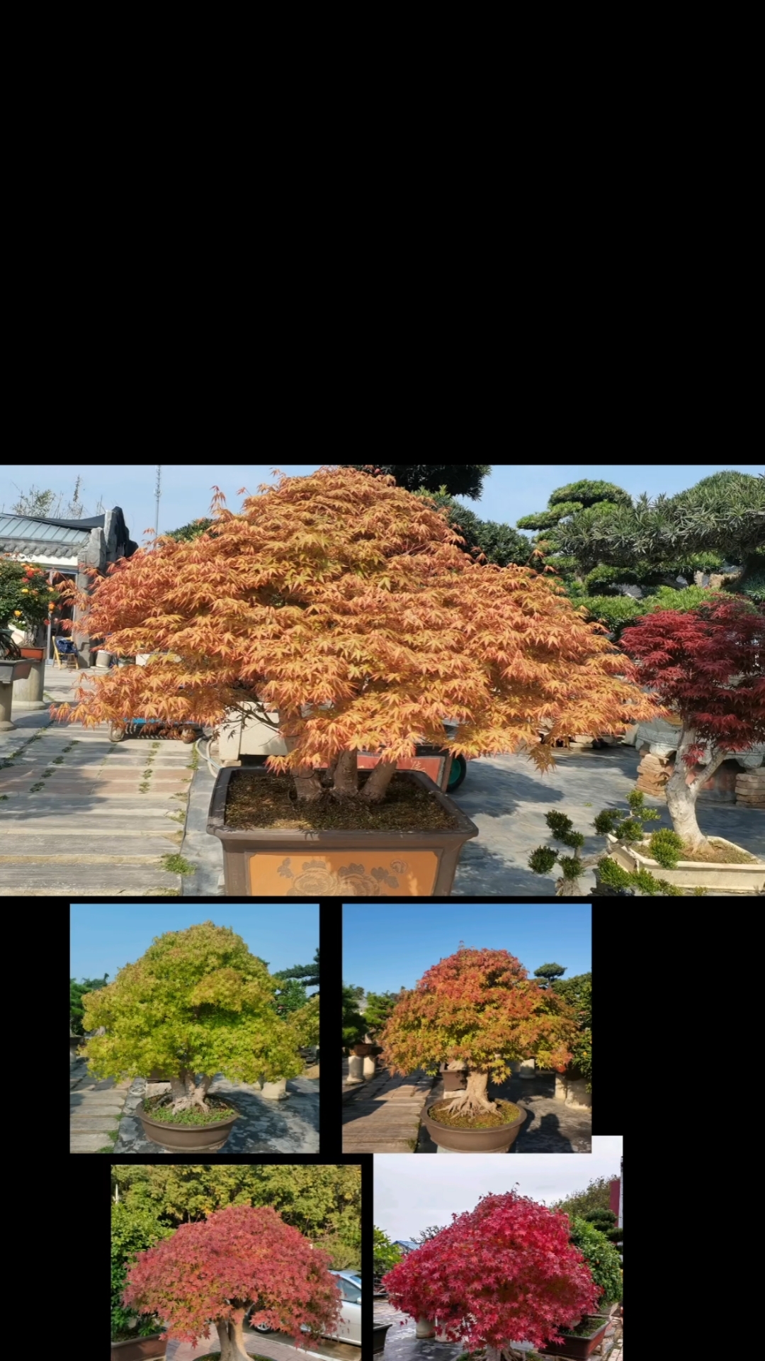 鸡爪槭,高一米六,冠幅一米七,叶形美观,四季不同,非常漂亮