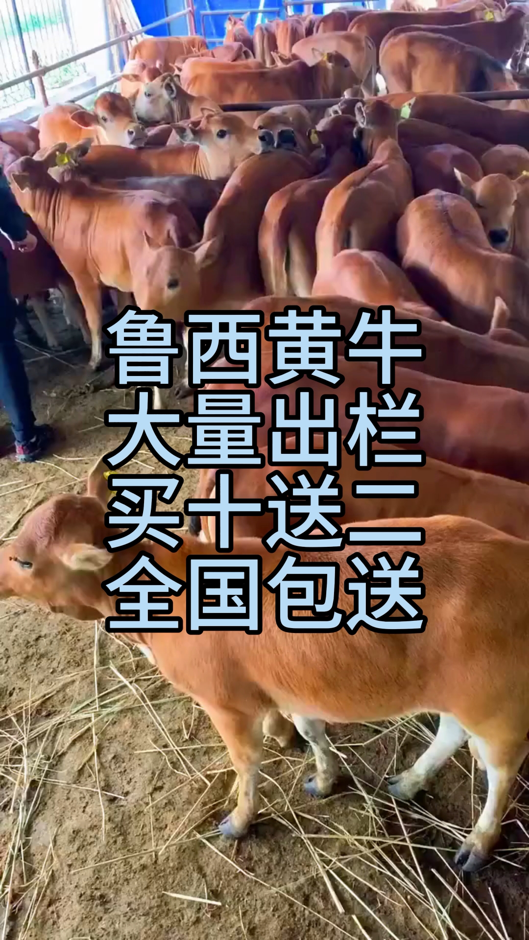 ţҺźշ