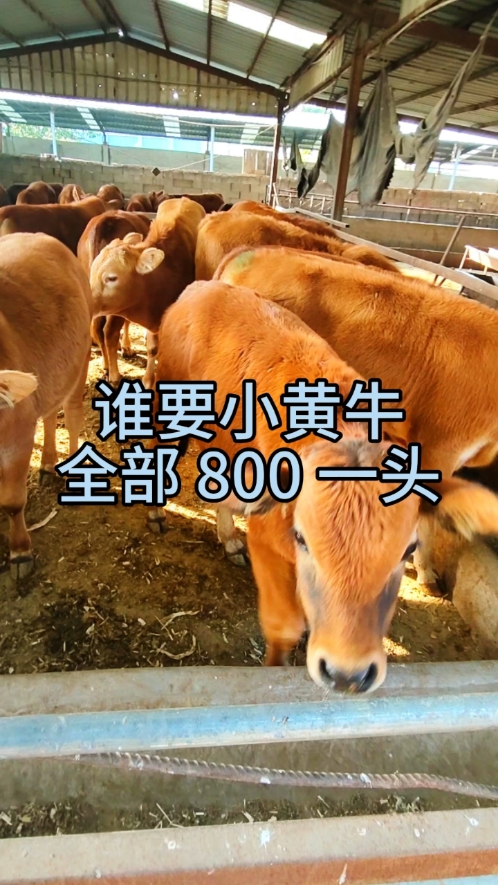 鲁西黄牛 800 一头,买十送二包送到家