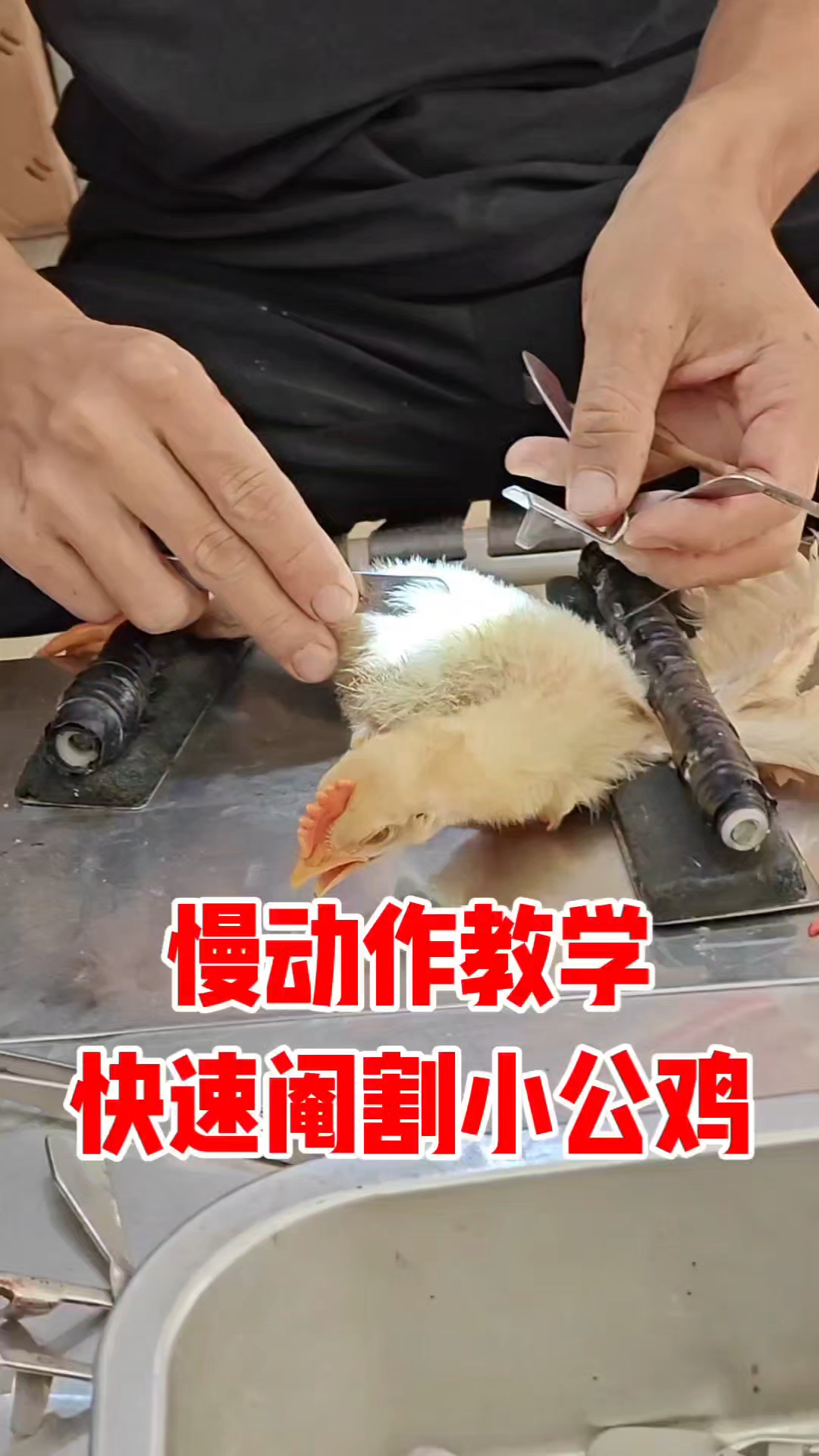 快速阉割小公鸡慢动作讲解