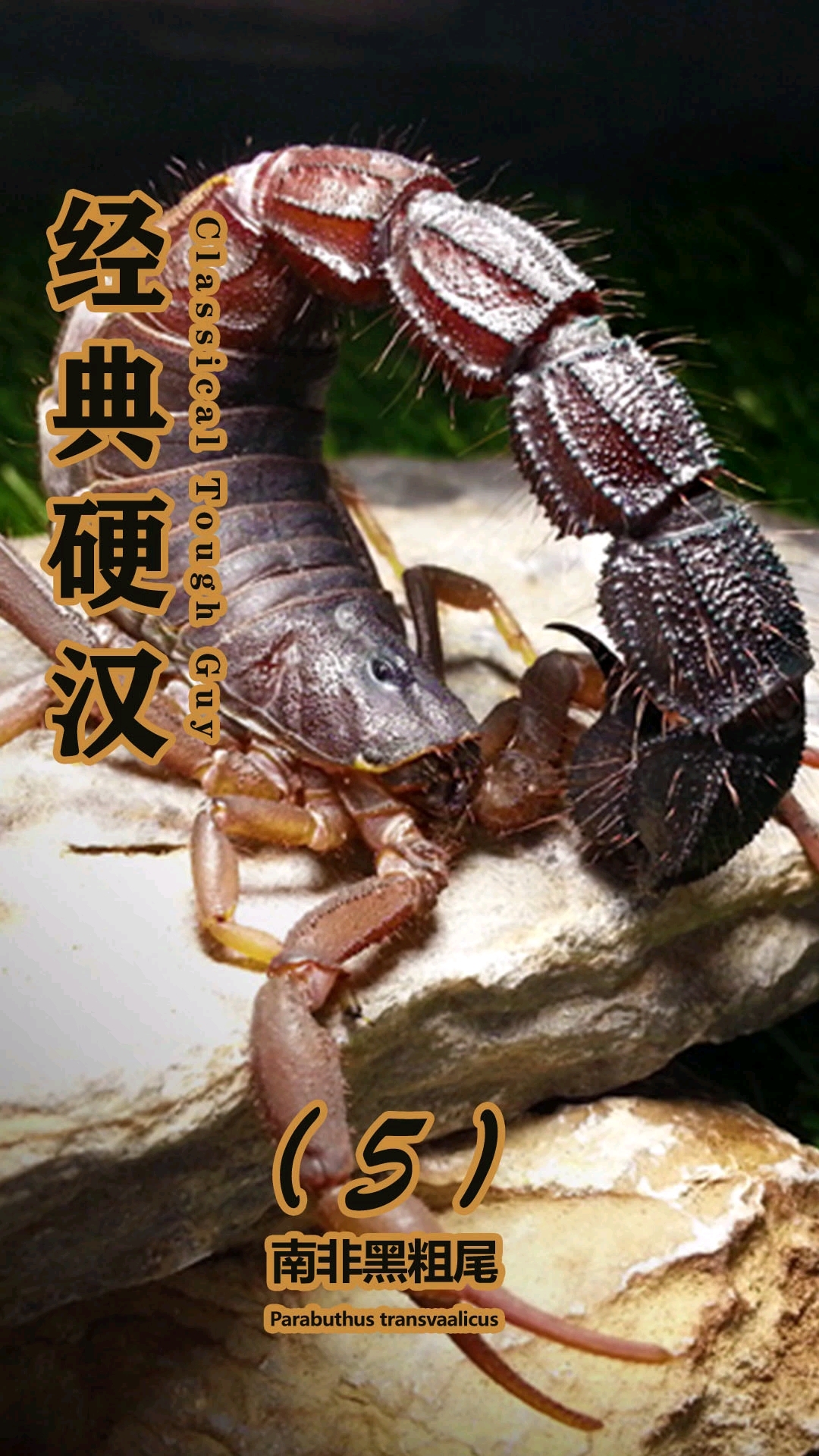 产子最多的蝎子品种?一胎200多只苗