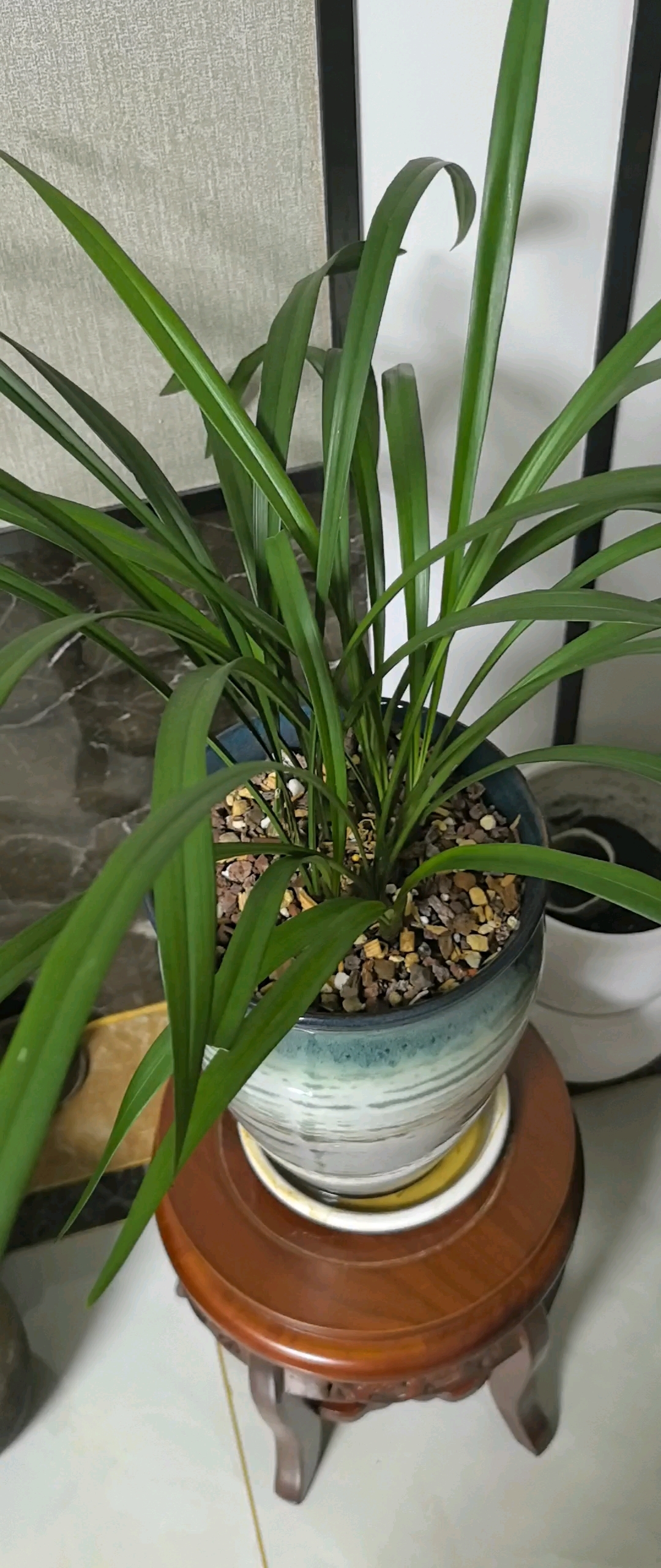 自养竹子,兰花!