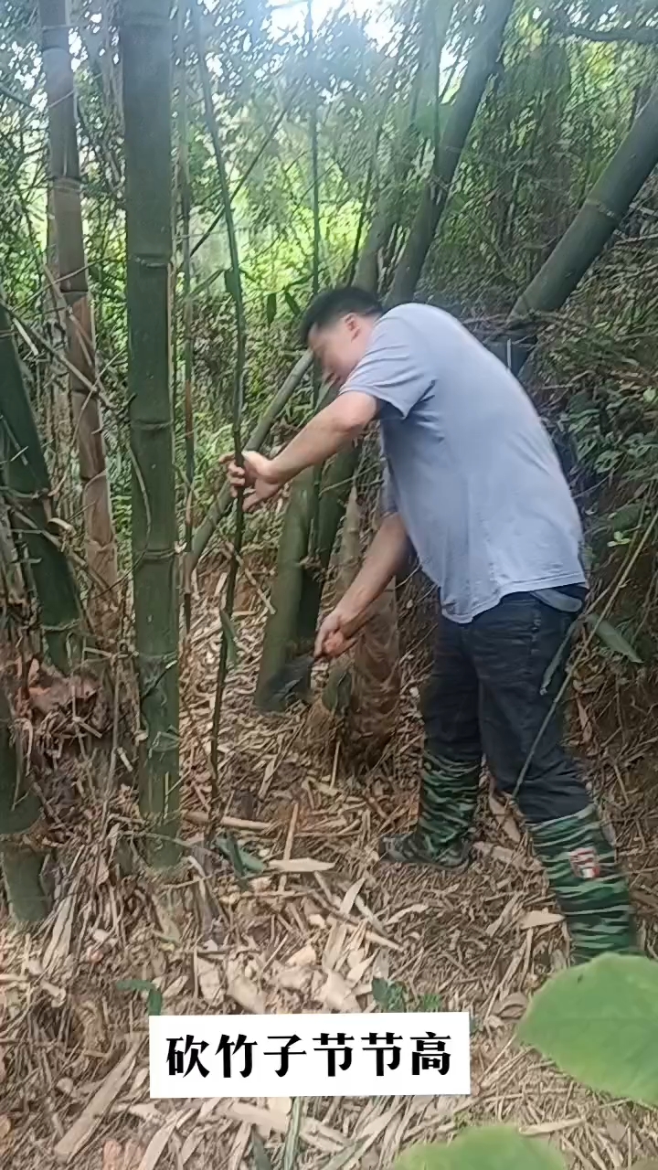 砍竹子,扯卵谈.累累累