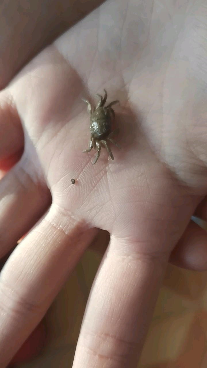 比指甲盖还小的螃蟹