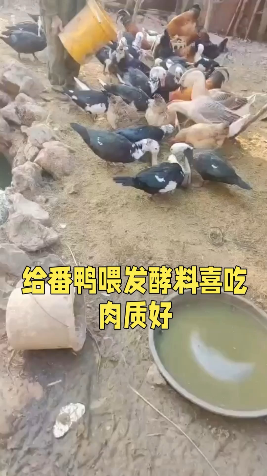 为什么说番鸭不能吃图片