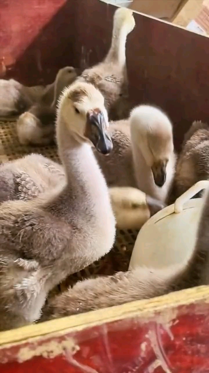 特大狮头鹅苗