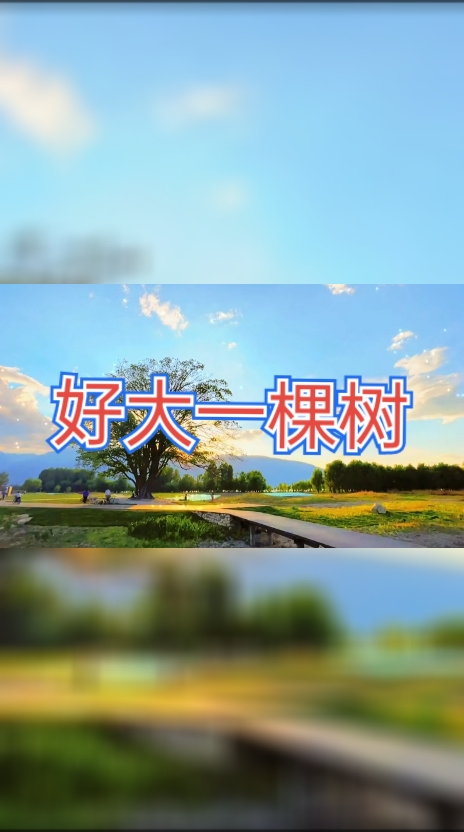 好大一棵树—田震