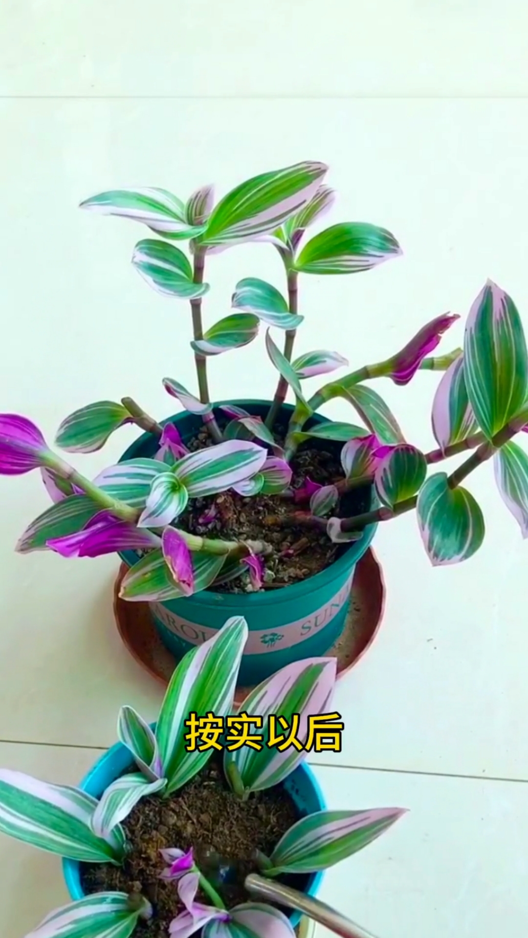 油画吊兰种植方法图片