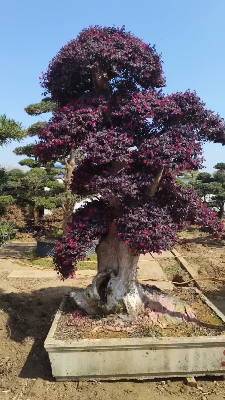 红花继木老桩头价格图片