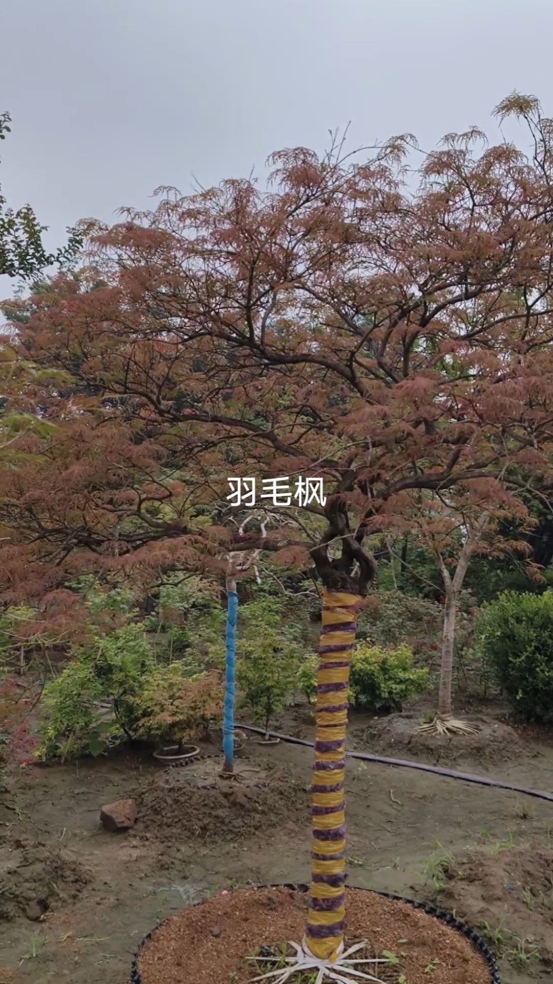枫树,羽毛枫,外山,红舞姬,品种枫树