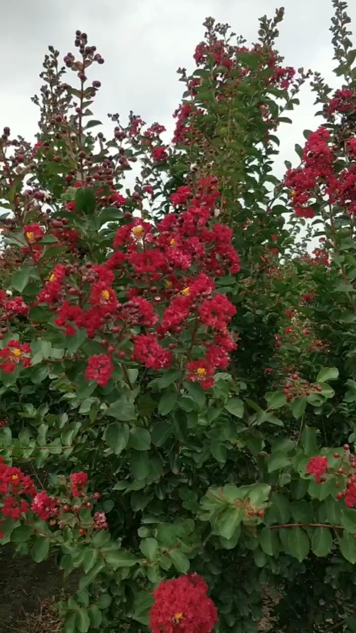 丛生紫薇,古桩紫薇,独杆紫薇,喜欢的花友来交流