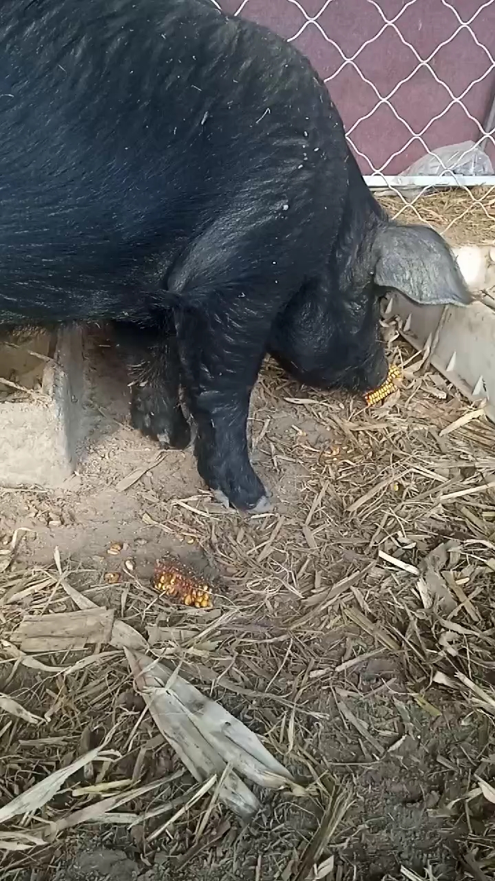 内蒙红山草猪