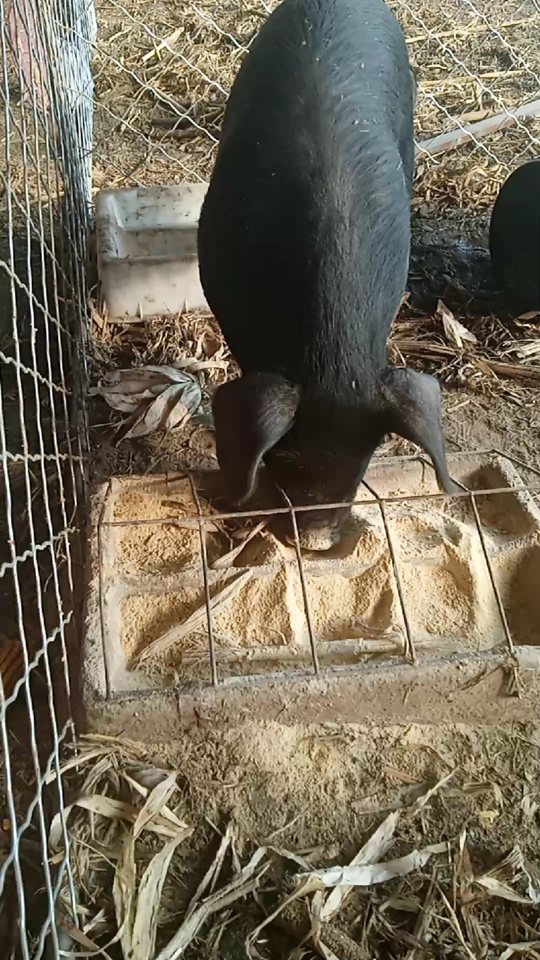 内蒙红山草猪