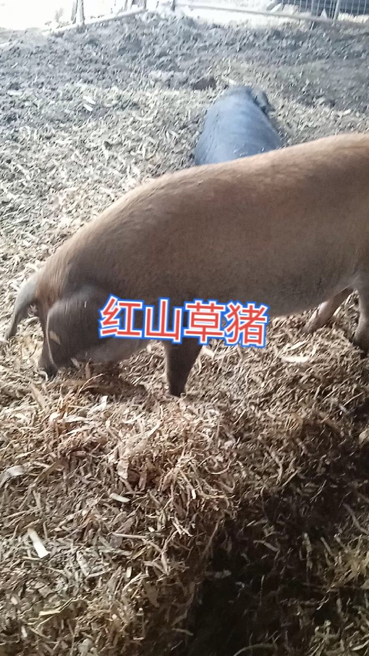红山草猪传统养殖!