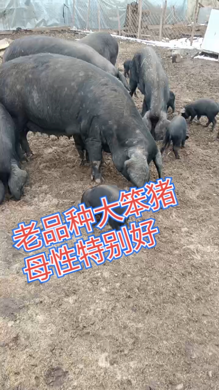 这就是我们黑龙江的老品种大笨猪