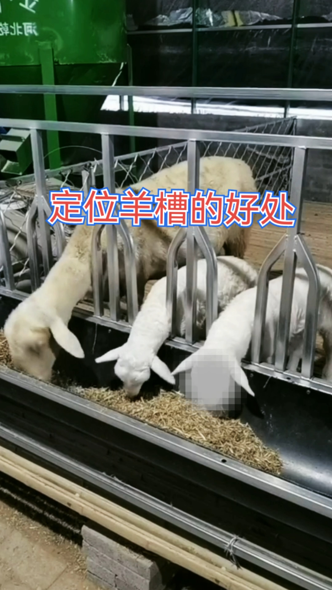 定位羊槽大羊小羊都能用