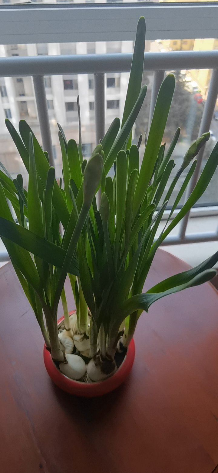 含苞欲放的水仙花