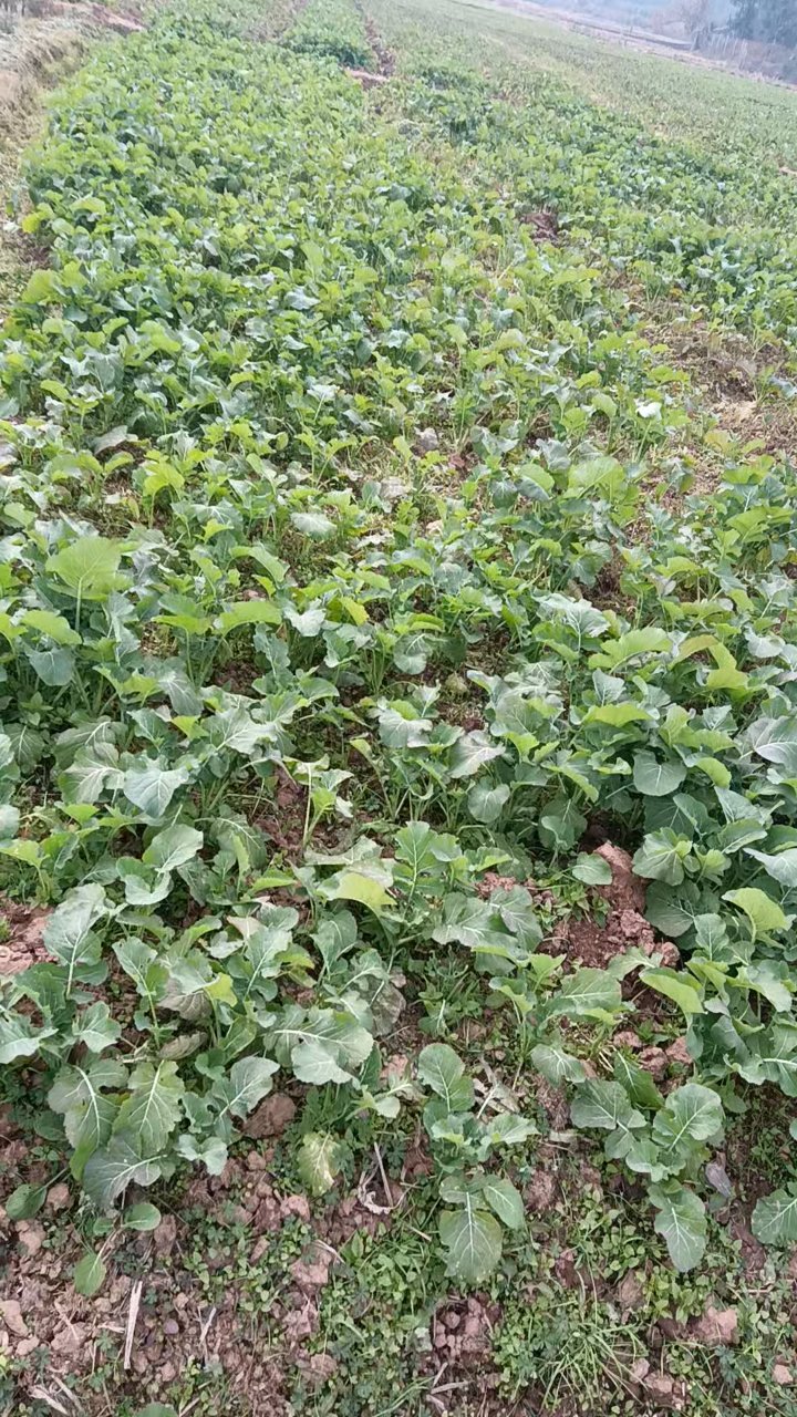 油菜田除草后焕新颜