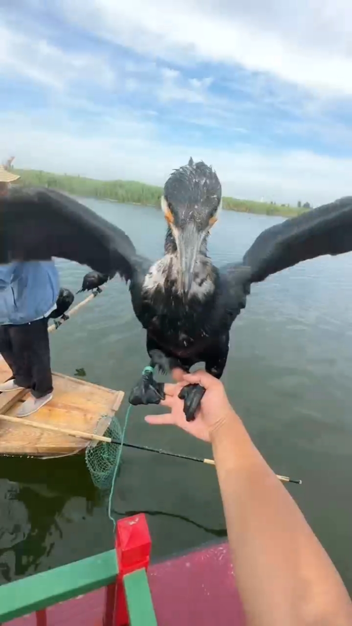 白洋淀的鱼鹰近距离带你看