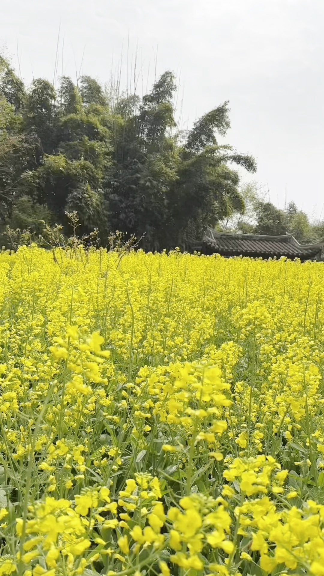 龙岩紫金山油菜花图片