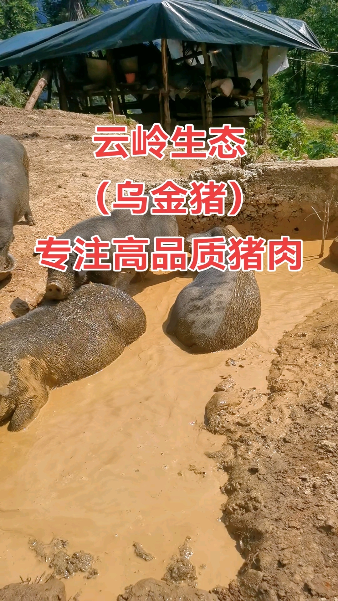 乌金猪料肉比图片