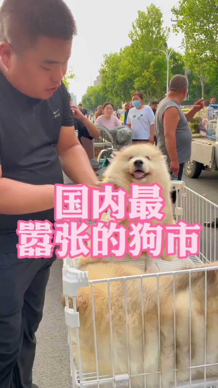 成都狗市图片