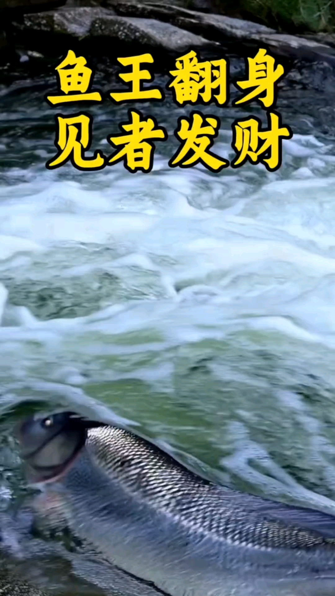 致富养鱼视频大全集(2018年致富经全集养鱼视频)