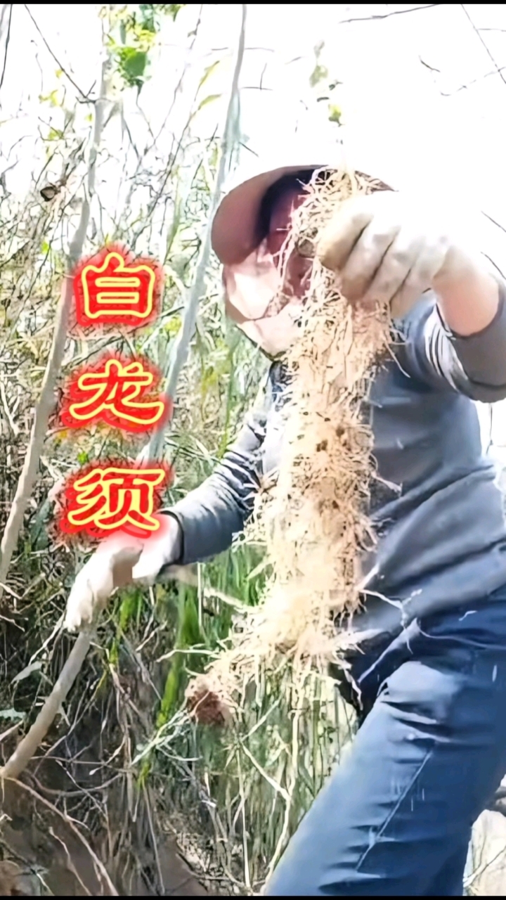 白龙须,八角枫根的须根!贵州苗家的宝贝