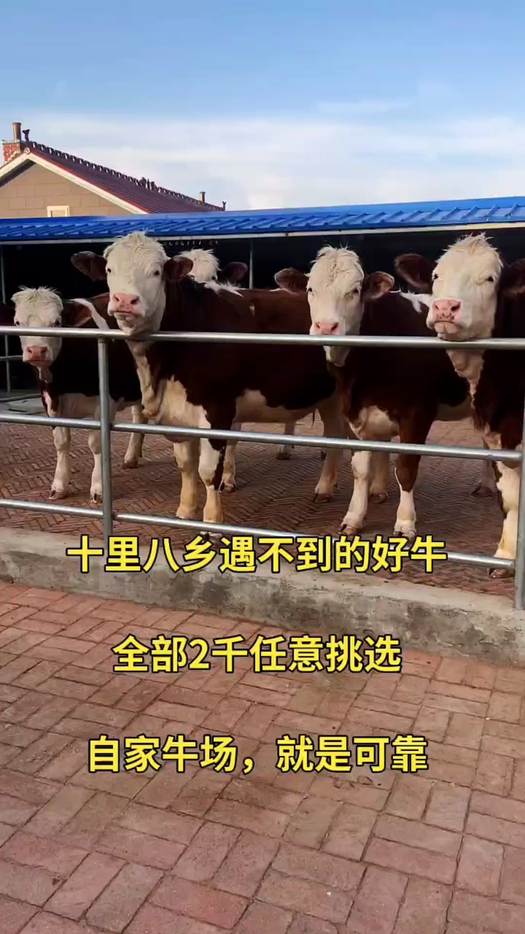 西门塔尔牛全部处理,一头不留.