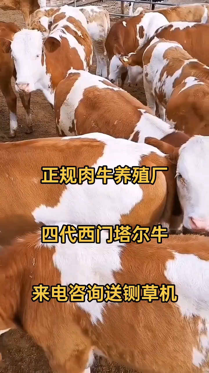 西门塔尔牛厂家直销,实惠满满.
