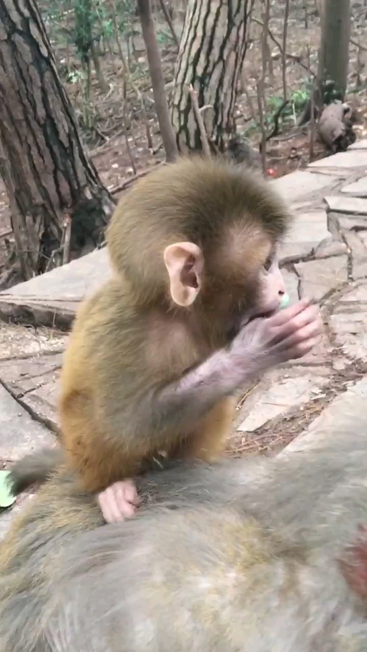 可爱的小猴子站在母猴背上