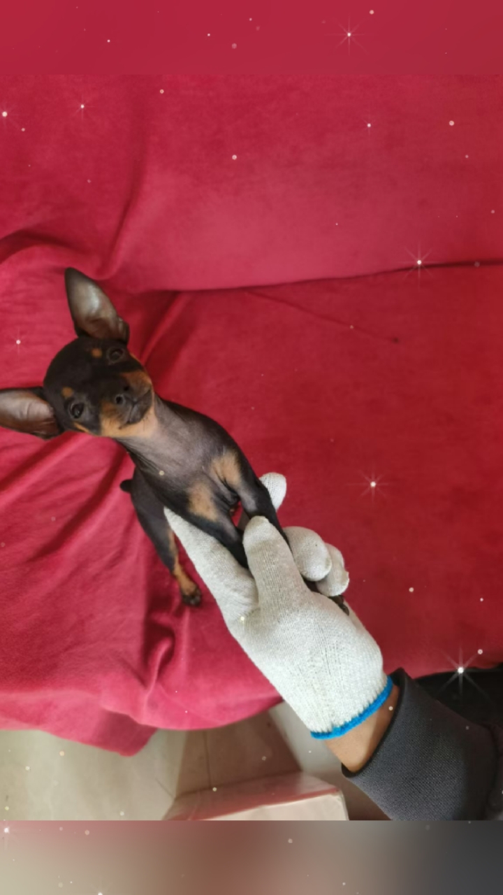 好萌的小鹿犬,有喜欢的吗