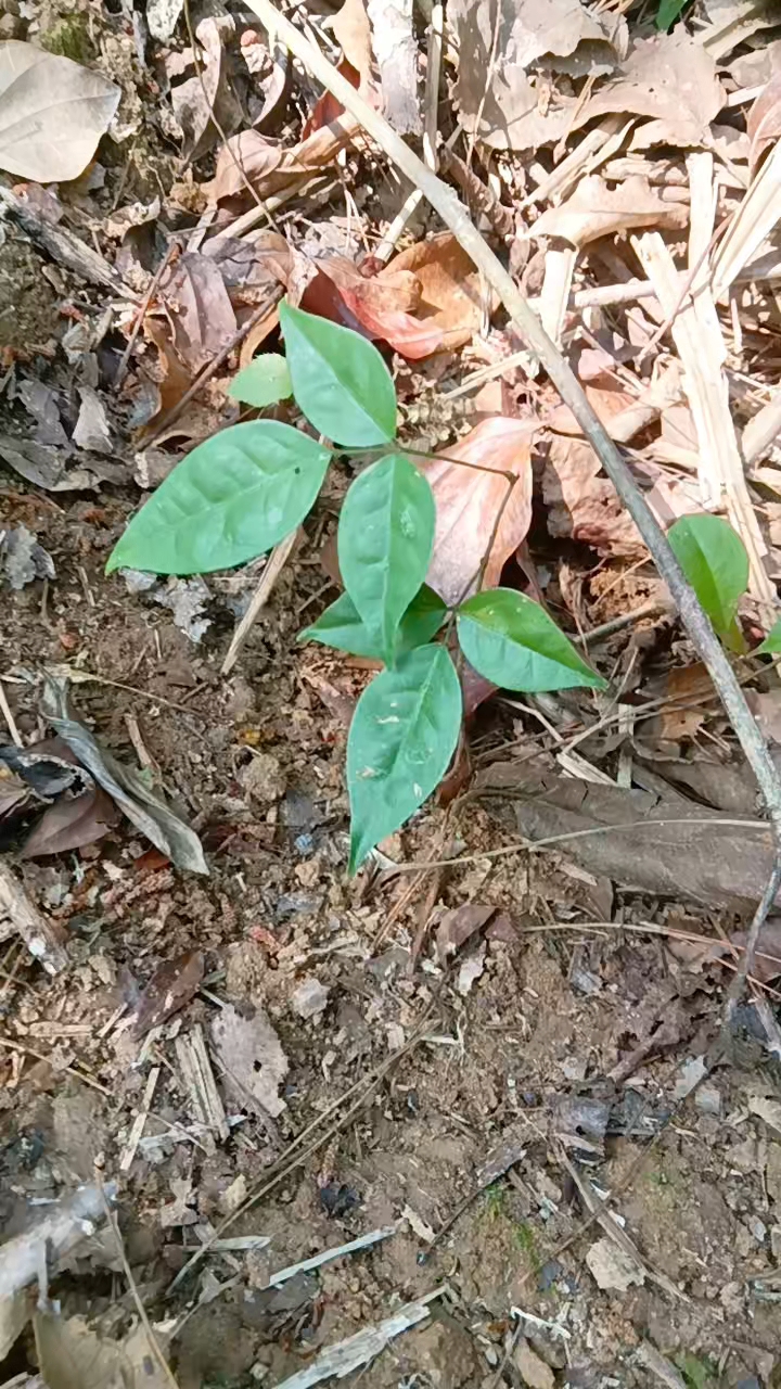 草本植物,小叶干牛的嫩苗