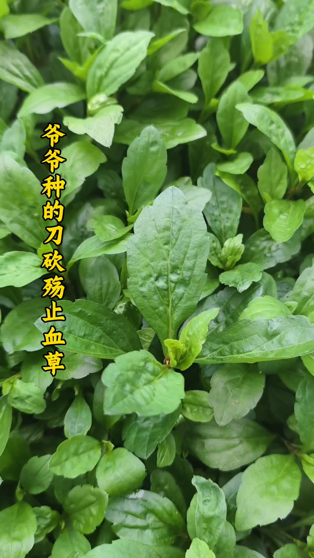 止血草