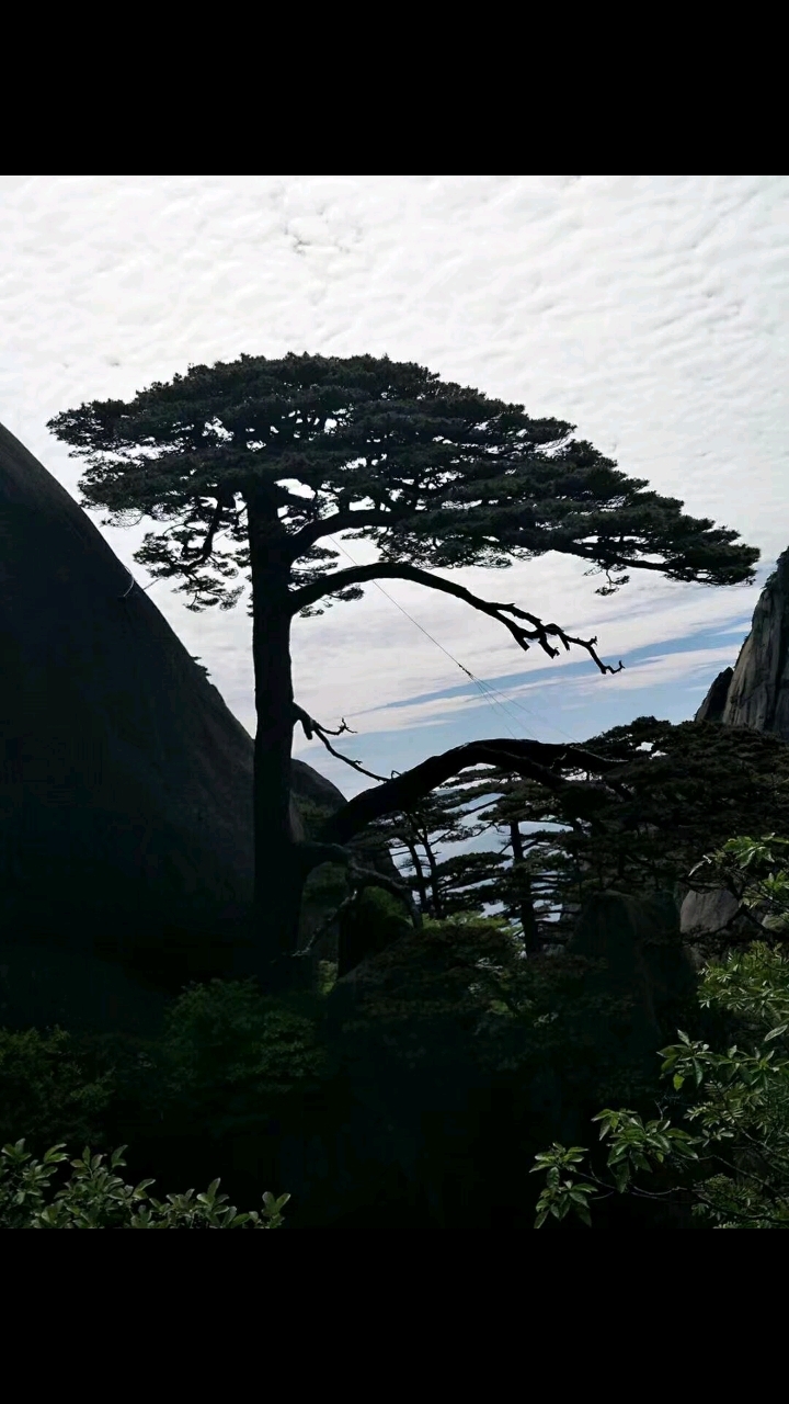 黄山得迎客松