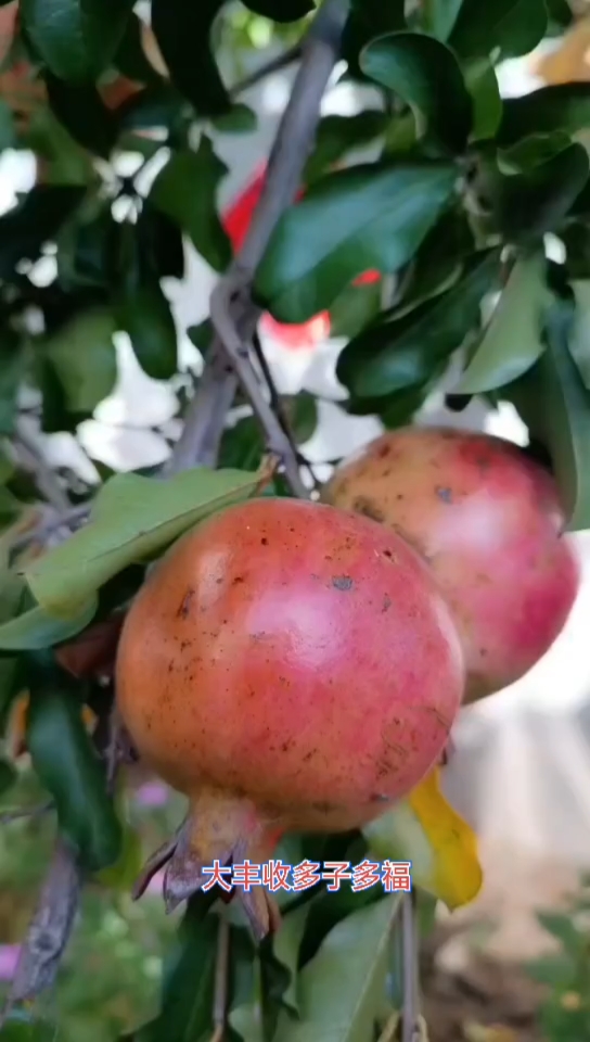 30多年的一颗石榴树,晚熟的一个品种农历九月冰糖籽超甜