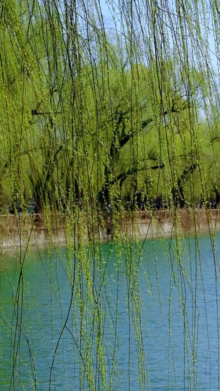 北京颐和园西堤垂柳随风轻摇,撩拨春日氛围感