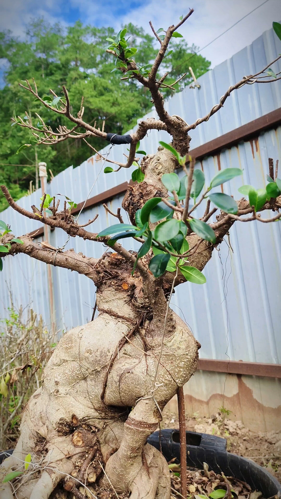 盆景素材老桩小叶榕树客厅茶室阳台庭院摆件植物