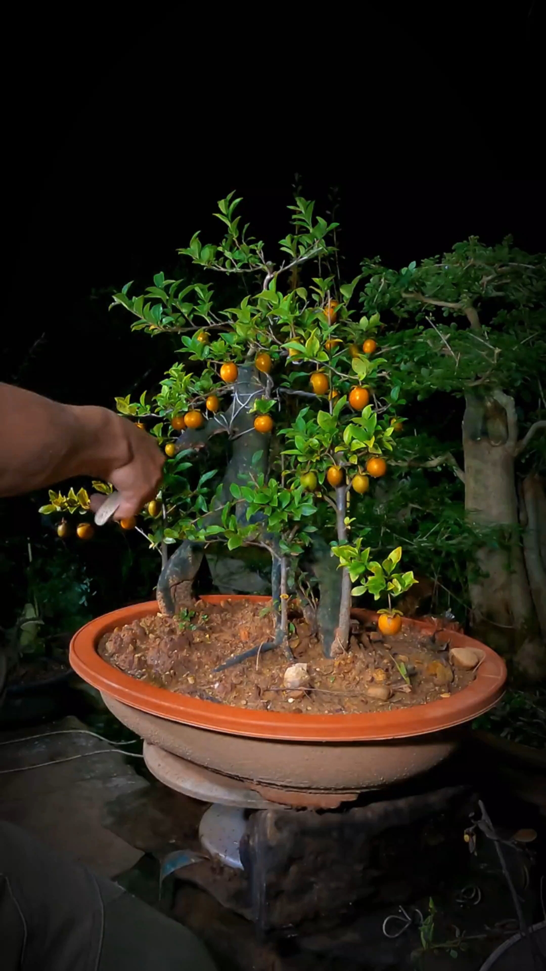 盆栽连体金弹子