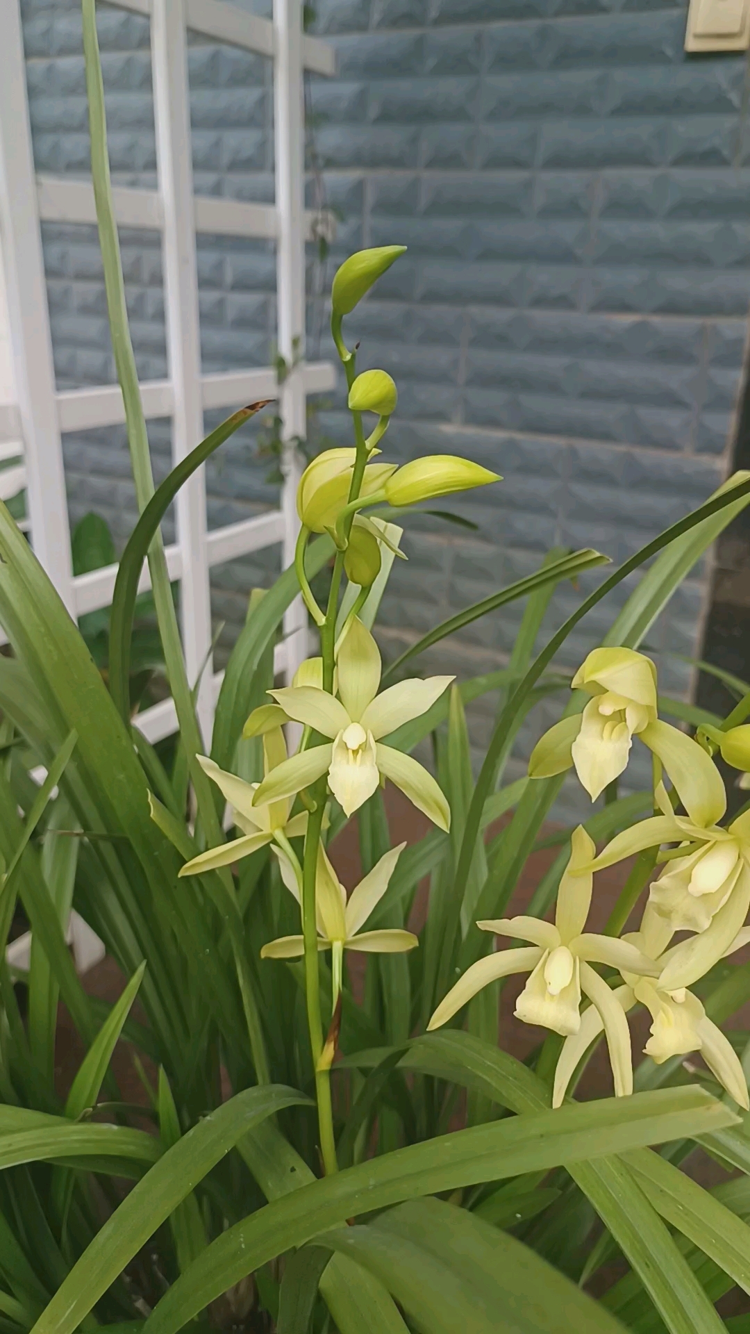 好朋友送的建兰雪美人开花了!
