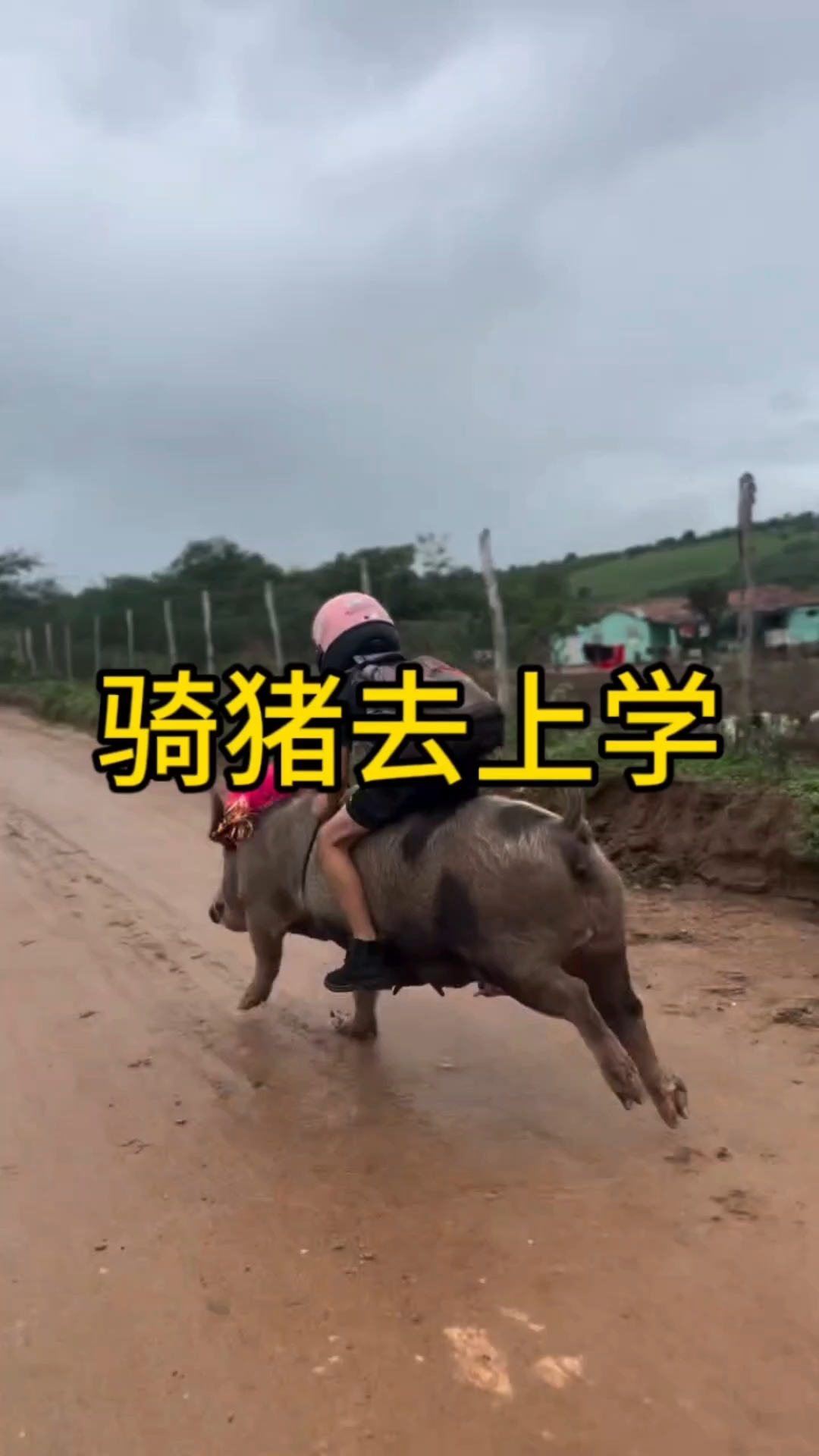 骑猪去上学